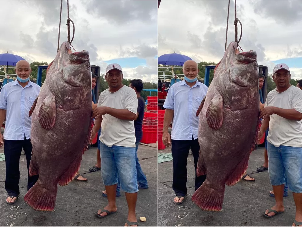 Seorang nelayan berhasil menangkap ikan kerapu raksasa (theborneopost.com)