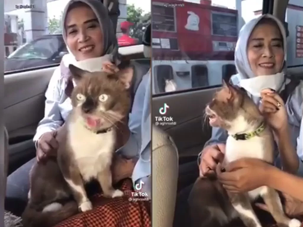 Cuplikan video kucing yang menjulurkan lidah. (photo/Instagram)