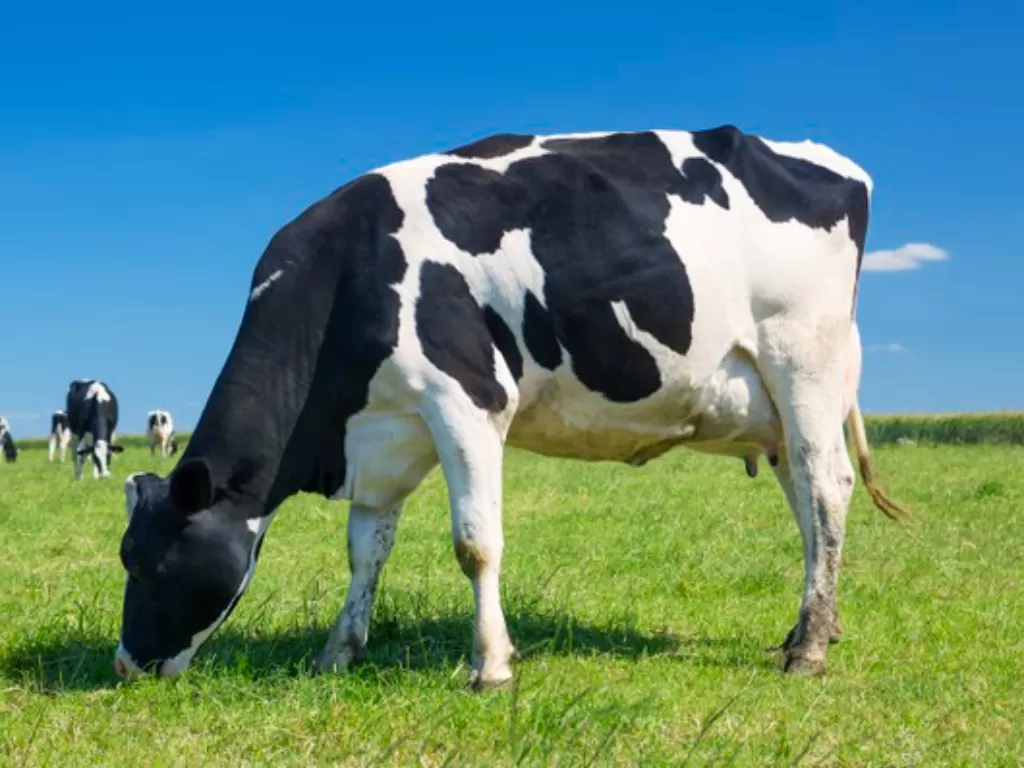 Ilustrasi sapi makan rumput. (Freepik)