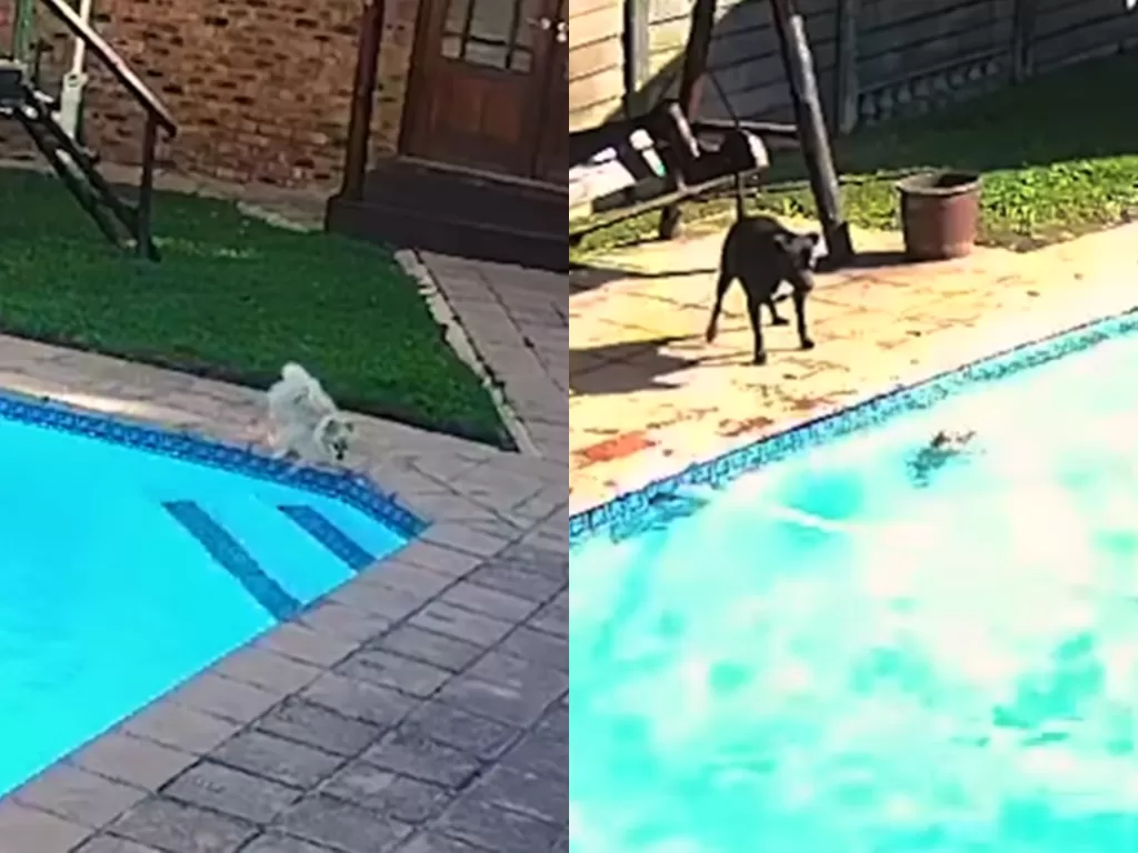 Cuplikan video aksi heroik anjing selamatkan temannya. (photo/Twitter/@RexChapman)