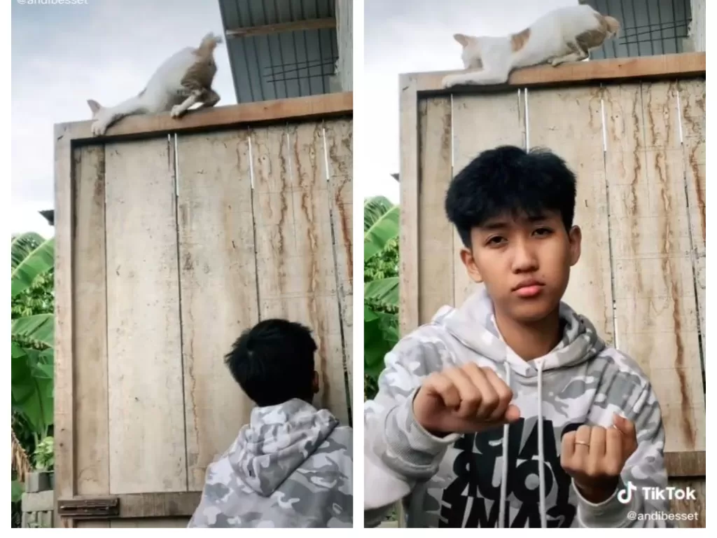 Viral pria goyang TikTok nyaris bikin kucing jatuh dari atas pintu. (TikTok/@andibesset)