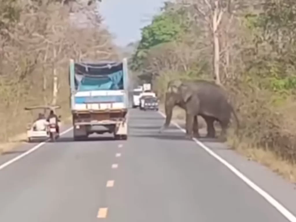 Cuplikan video gajah ingin curi tebu dari truk. (photo/ViralPress)
