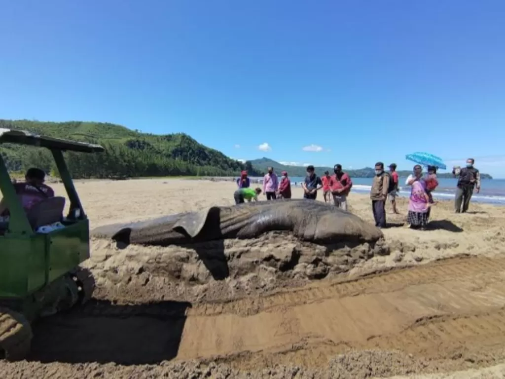 Warga melihat proses penguburan ikan hiu paus (Rhiclncodon typus) di Pantai Bayeman, Tulungagung, Jumat (23/4/2021) (ANTARA/Destyan Handri Sujarwoko)