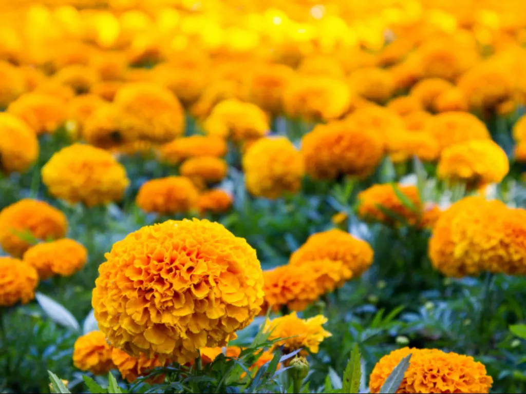 Ilustrasi bunga marigold. (Freepik)