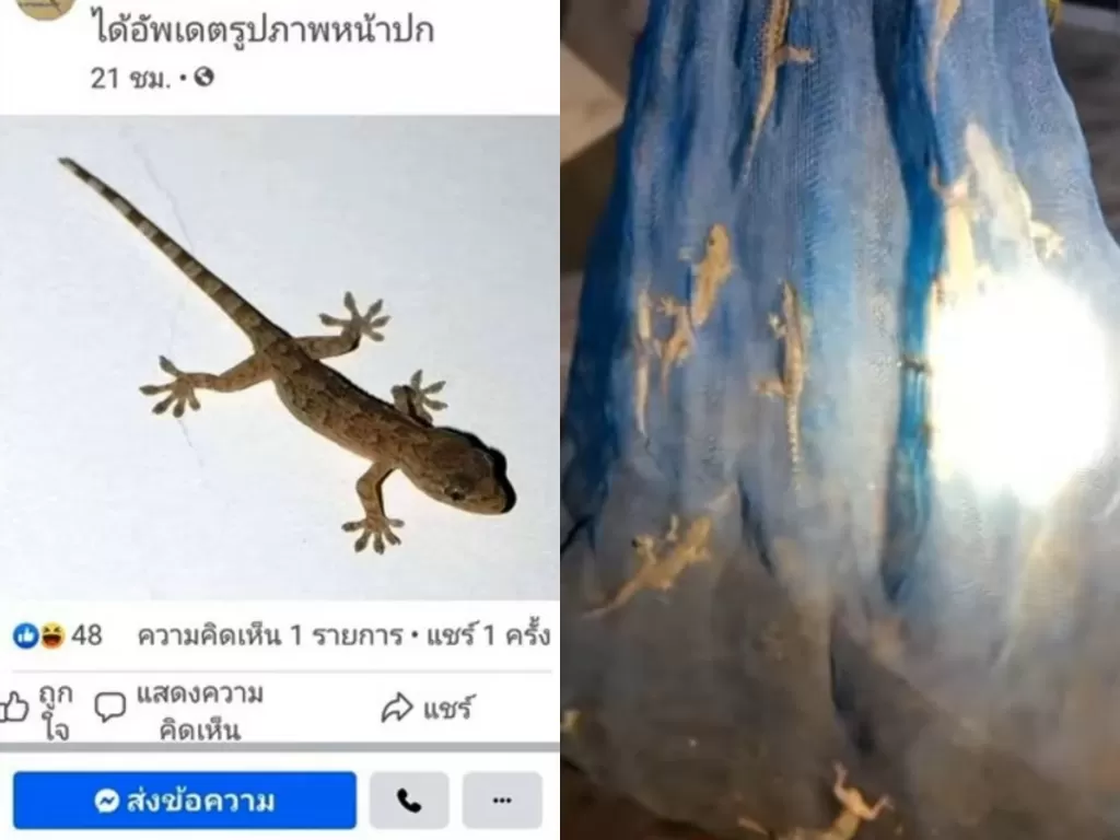 Cicak diperjualbelikan di Thailand. (Photo/YouTube/K?h??w d?d k?h??w d?ng)
