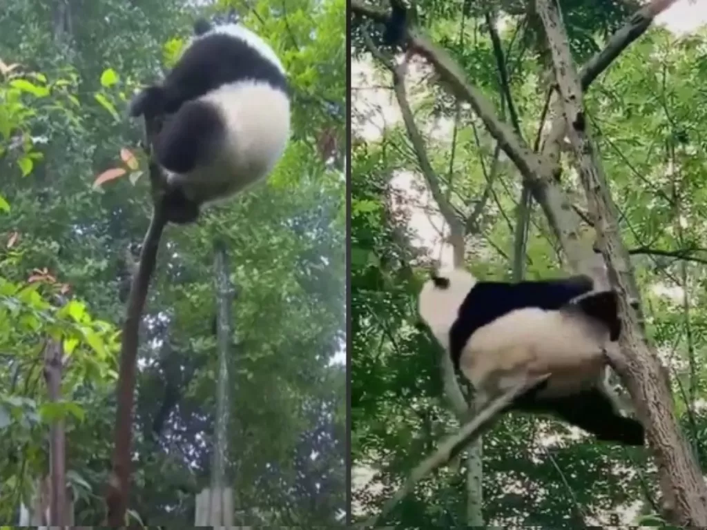 Video detik-detik Panda jatuh dari pohon. (TikTok/@....jjesus).