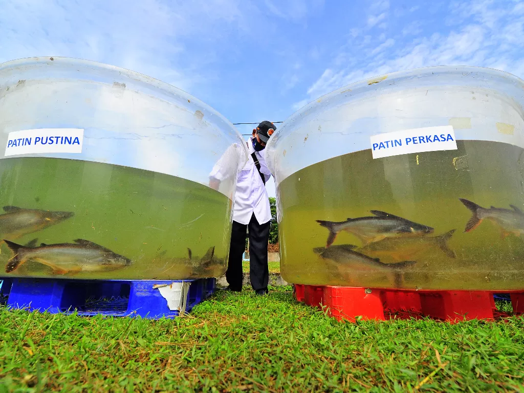 Petugas membersihkan tempat percontohan ikan patin (ANTARA FOTO/Wahdi Septiawan)