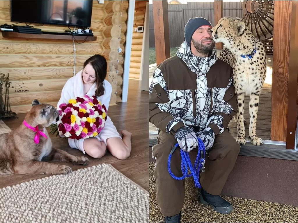 Pasangan Rusia pelihara puma dan cheetah (Instagram/l_am_puma)