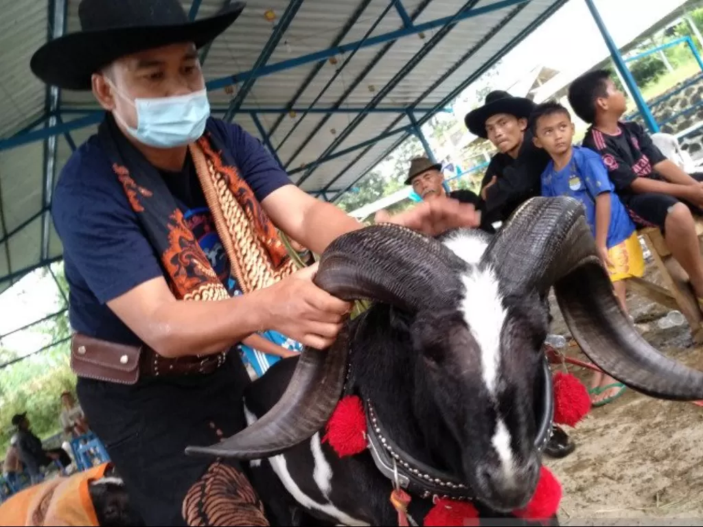 Ketua Himpunan Domba dan Kambing Indonesia (PDKI) Kabupaten Garut Riki Muhamad Sidiq menunjukkan domba unggulan miliknya (Antara)