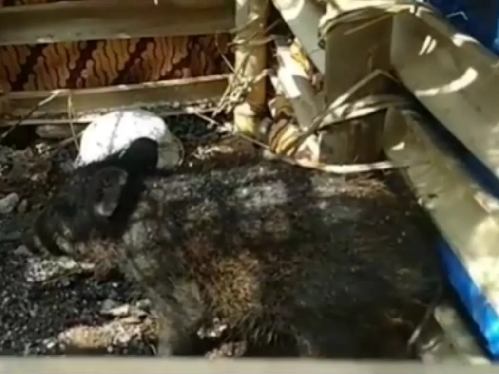Babi ngepet ditangkap di Bedahan, Sawangan, Depok viral (Instagram/@lambe_turah)