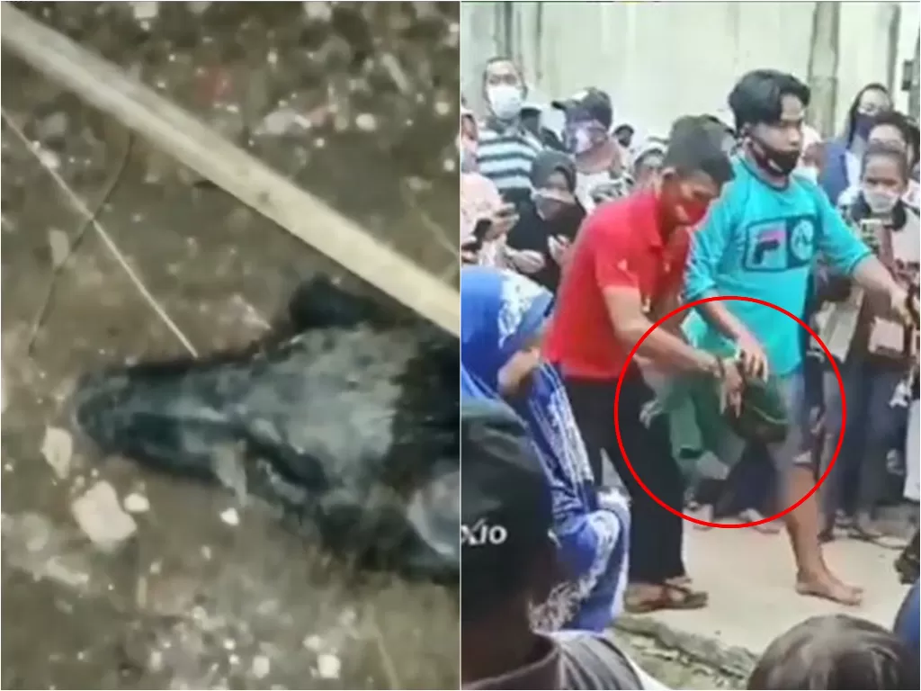 Hewan yang diduga babi ngepet di Depok dipotong dan dikubur (Instagram/infodepok24)