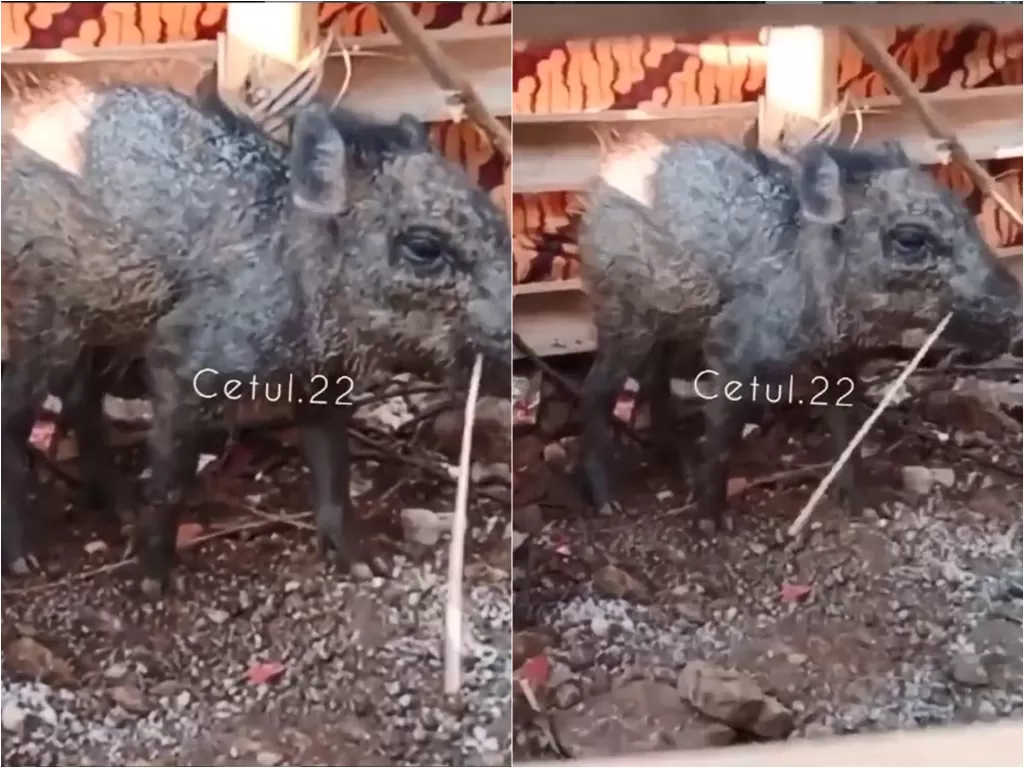 Warga Depok bugil demi tangkap babi ngepet (Instagram/cetul.22)