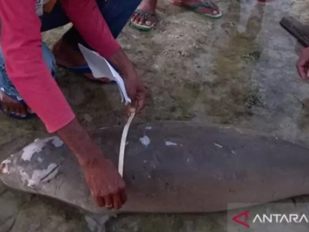 Petugas mengukur dugong yang terdampar dan mati di pesisir pantai di Kabupaten Sabu Raijua. ANTARA/Ho BKKPN