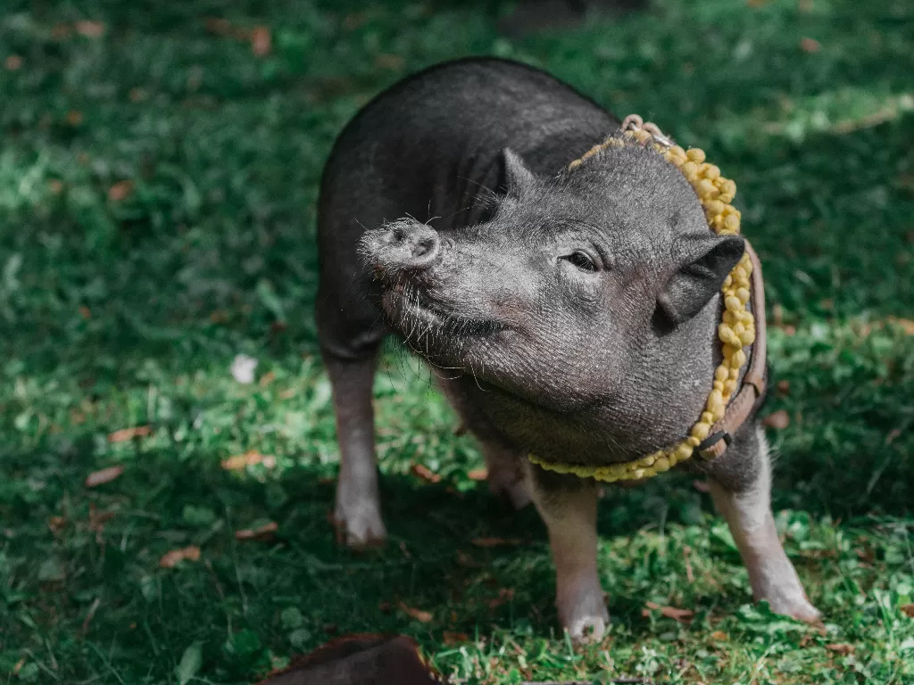 Ilustrasi babi ngepet (Foto oleh Alexandra Novitskaya dari Pexels)