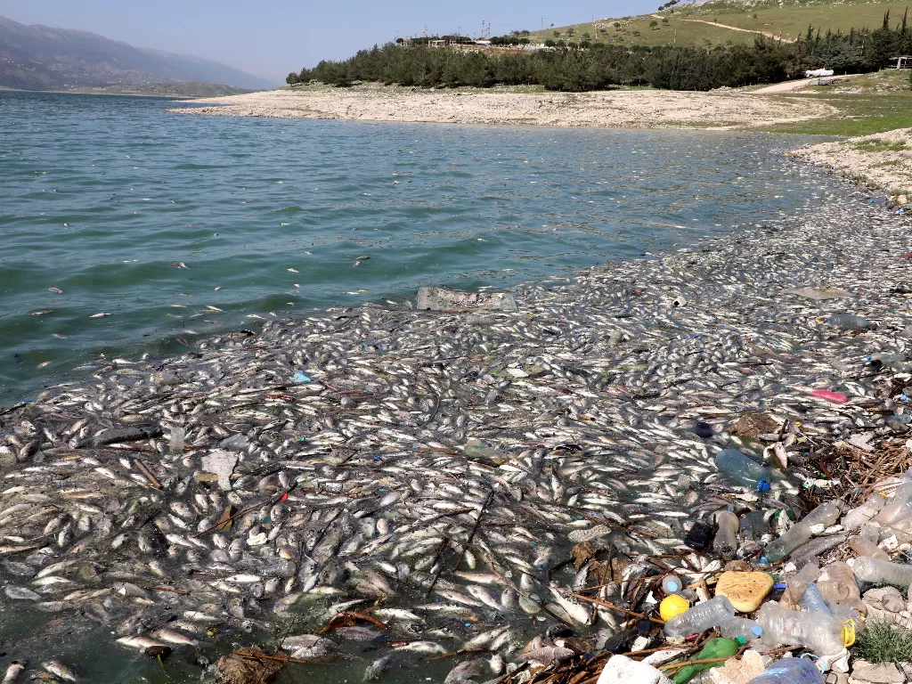 Puluhan ton ikan terdampar di tepi danau Lebanon (REUTERS/Mohamed Azakir)