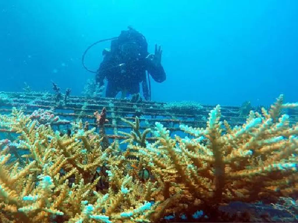  Dokumentasi - Penyelam mengamati terumbu karang hasil transplantasi nelayan di Pantai Bangsring, Banyuwangi, Jawa Timur, Sabtu (17/11/2018). (ANTARA FOTO/Budi Candra Setya) 