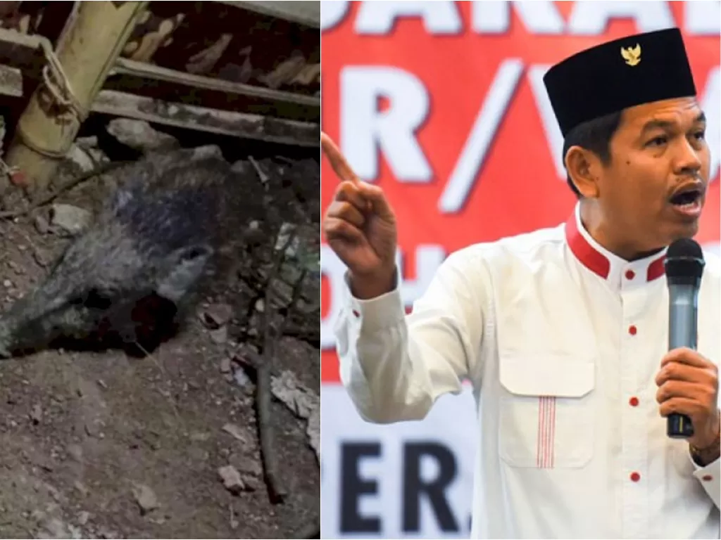 Kiri: Babi yang dituding babi ngepet (Istimewa) / Kanan: Dedi Mulyadi (ANTARA FOTO/M Agung Rajasa)