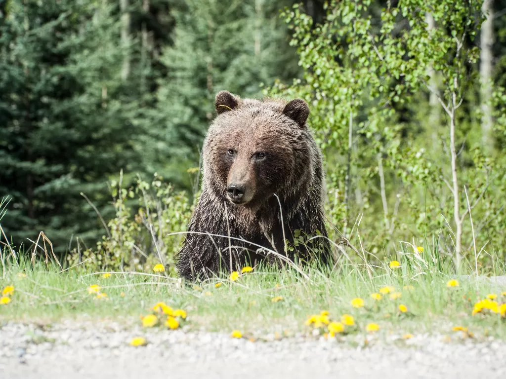 Ilustrasi beruang (Pexels/Gregory Rogers)