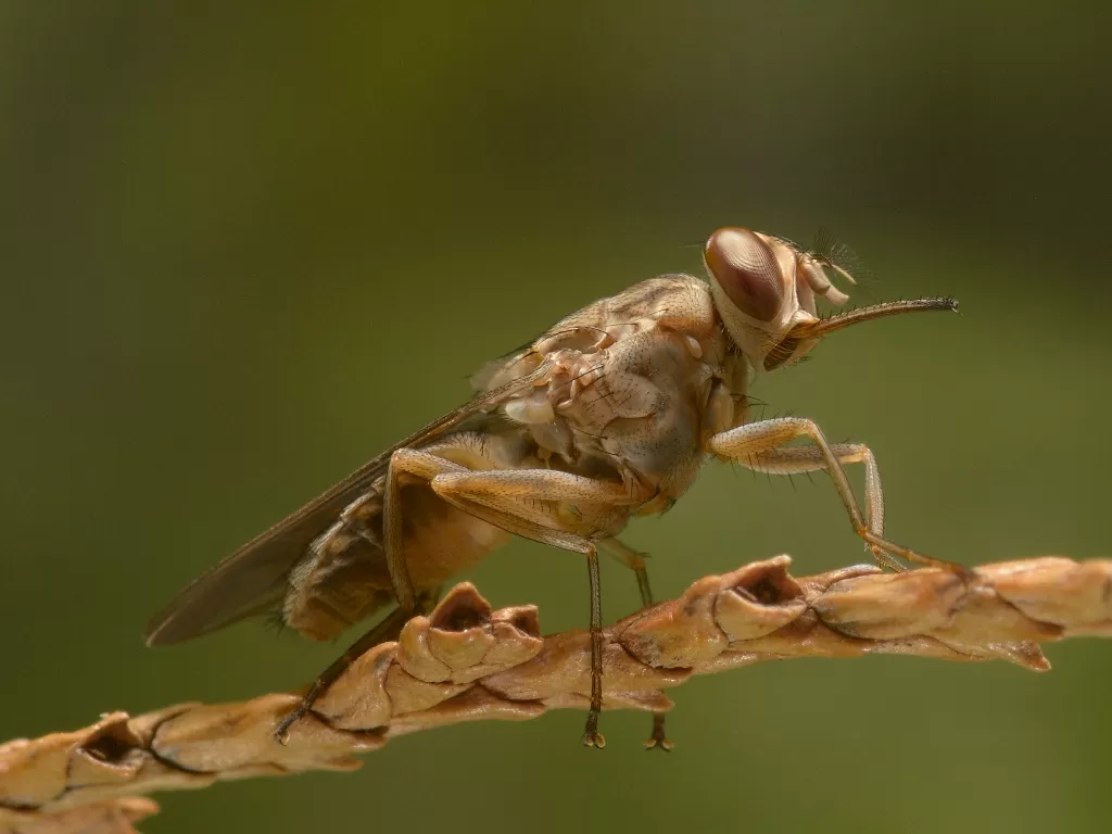 Lalat Tsetse Hewan Penyebab Penyakit Tidur Di Afrika Indozone Fadami