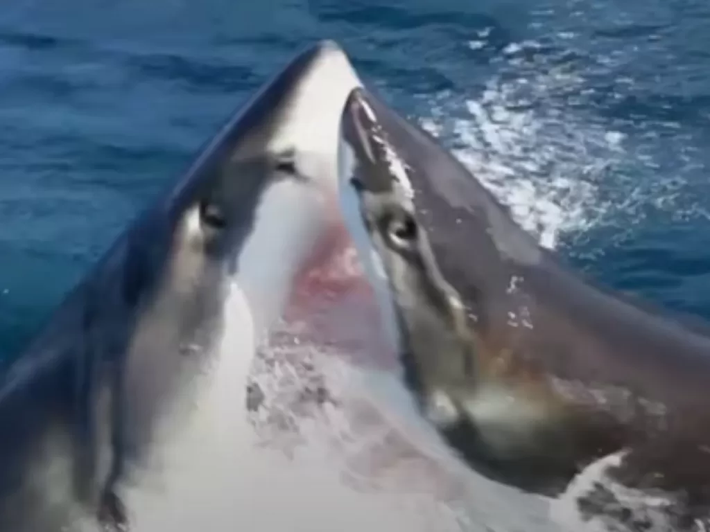 Dua ikan hiu saling menyerang satu sama lain. (Photo/YouTube/truly)