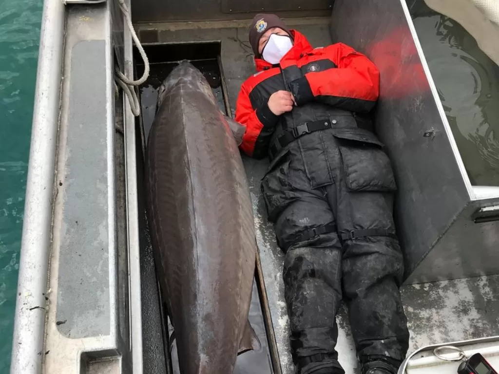 Seekor ikan sturgeon seberat 240 pon (108,9 kg) yang bisa berusia lebih dari 100 tahun ditangkap. (Photo/Facebook/UpNorthLive)