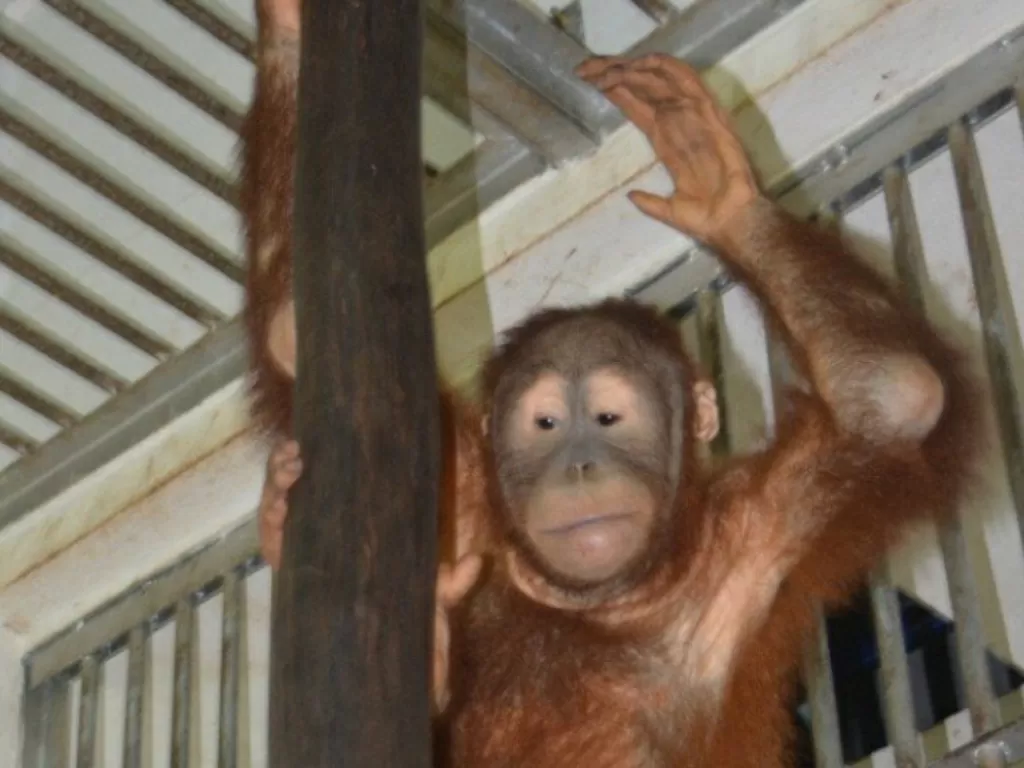  Pemerintah harus melindungi orangutan Sumatera (Pongo Abelii) satwa langka dari praktik penyelundupan dan perdagangan. (ANTARA/HO) 