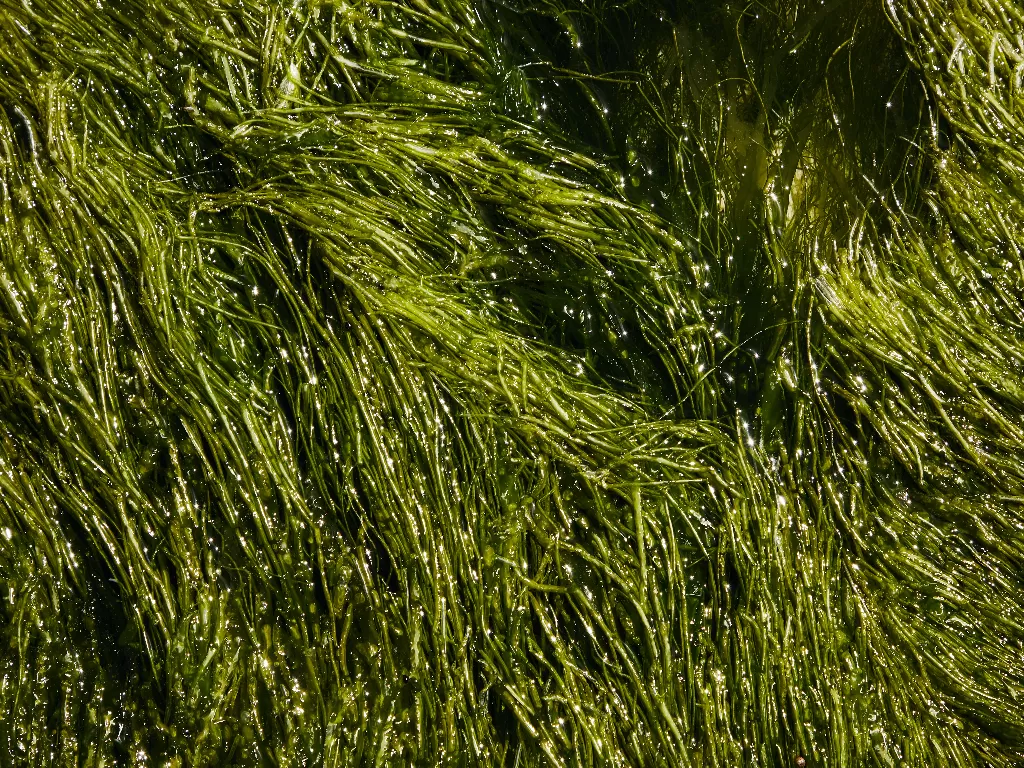 Ilustrasi alga. (photo/Ilustrasi/Pexels/Laker)