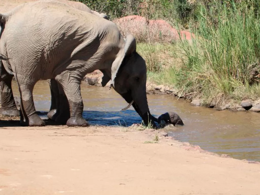 Momen menyentuh seekor induk gajah menyelamatkan anaknya yang terjatuh (Wesley Wolmarans/CATERS NEWS)