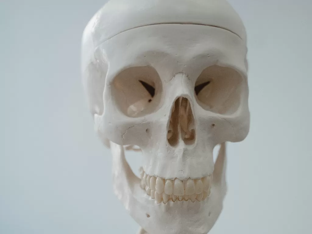 Tulang tengkorak manusia. (photo/Pexels/Tima Miroshnichenko)