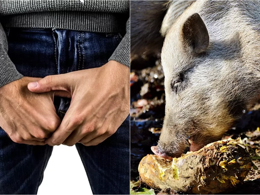 Alat kelamin pria dipotong dan diberi ke babi (Ilustrasi/Pixabay)