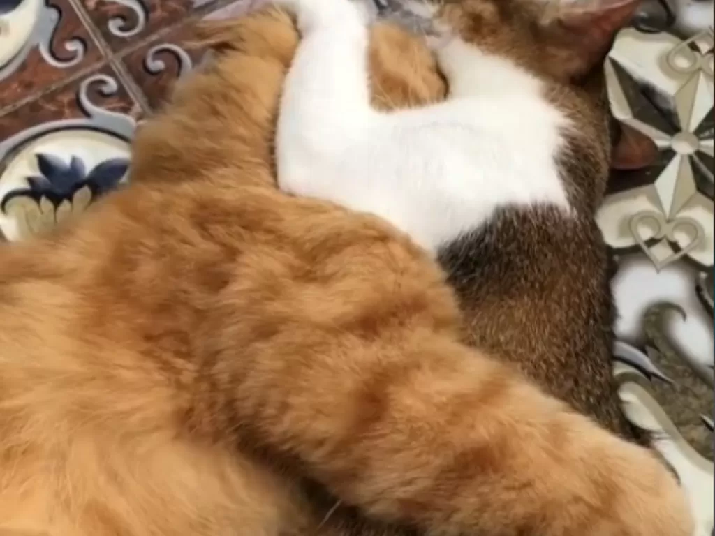 Dua kucing gancet saat puasa viral (Tiktok)