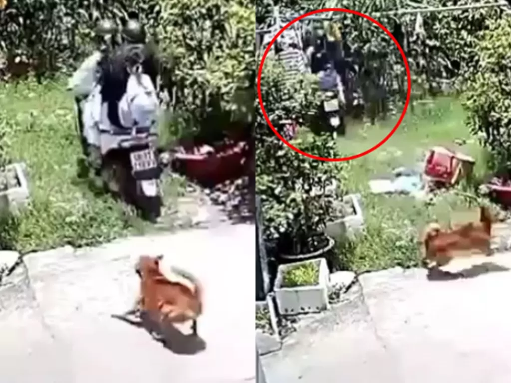Video dua orang nyungsep setelah dikejar-kejar anjing. (Photo/Instagram/@makasar_info)