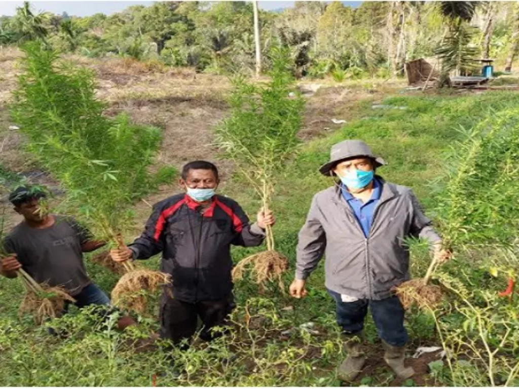 Polisi temukan puluhan tanaman ganja di ladang seorang petani di Kecamatan Dolok Silou, Kabupaten Simalungun, Sumatera Utara. (Istimewa)