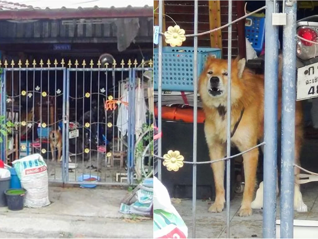 Anjing menjaga rumah menanti pemiliknya yang positif Covid-19 (ViralPress)