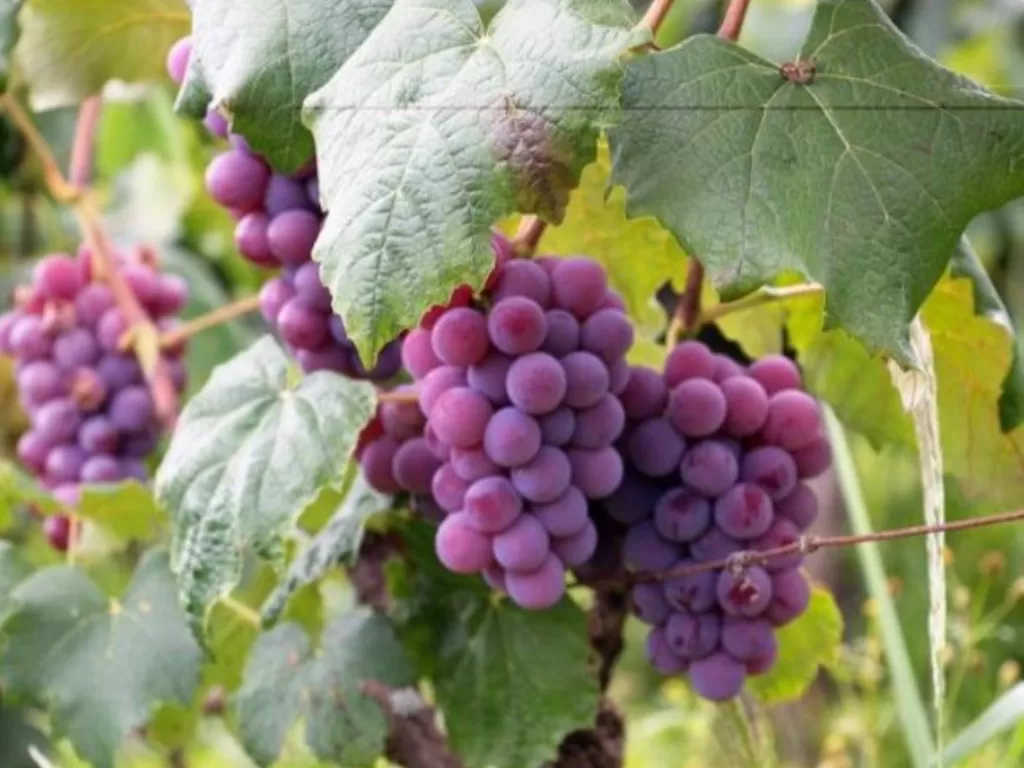 Tampilan tumbuhan anggur. (photo/Ilustrasi/Dok. Ani News)