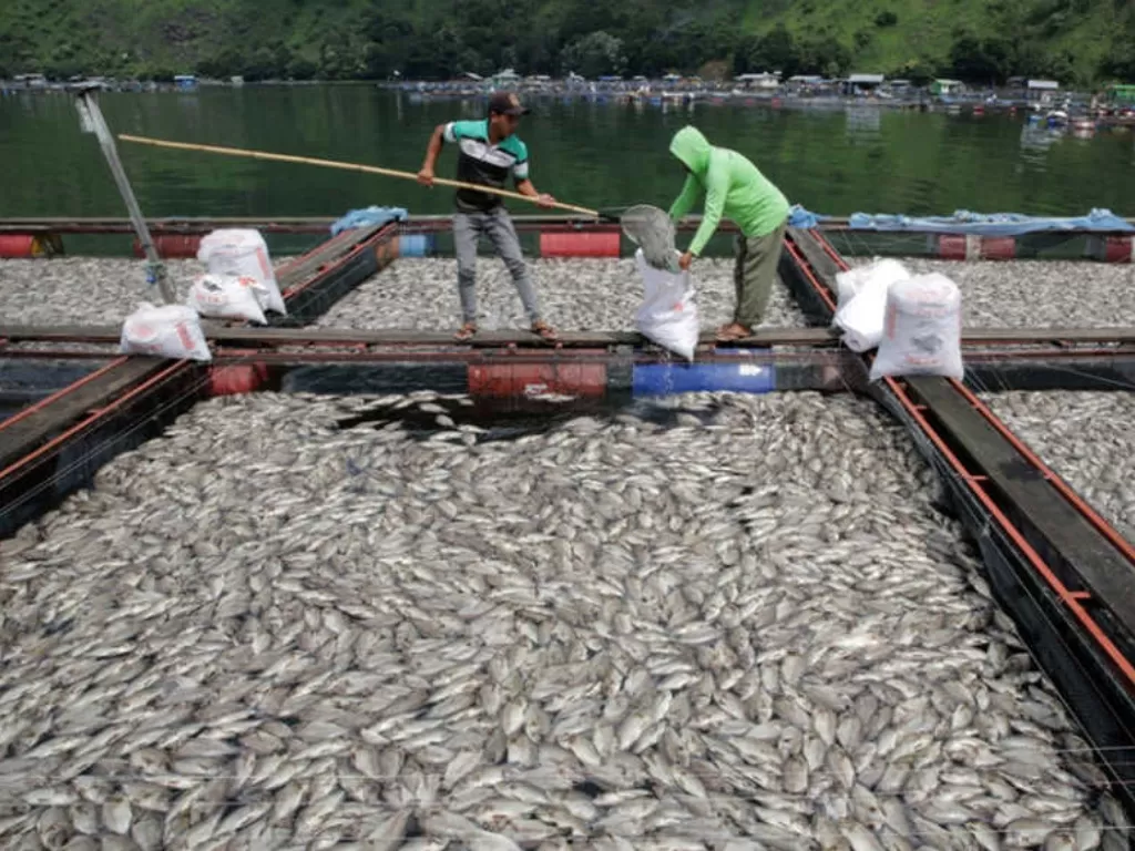 Ilustrasi ribuan ikan mati di keramba danau (Antara)