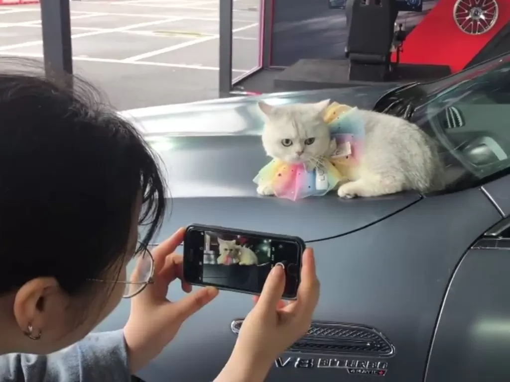 Kucing jadi model otomotif (Pear Video)
