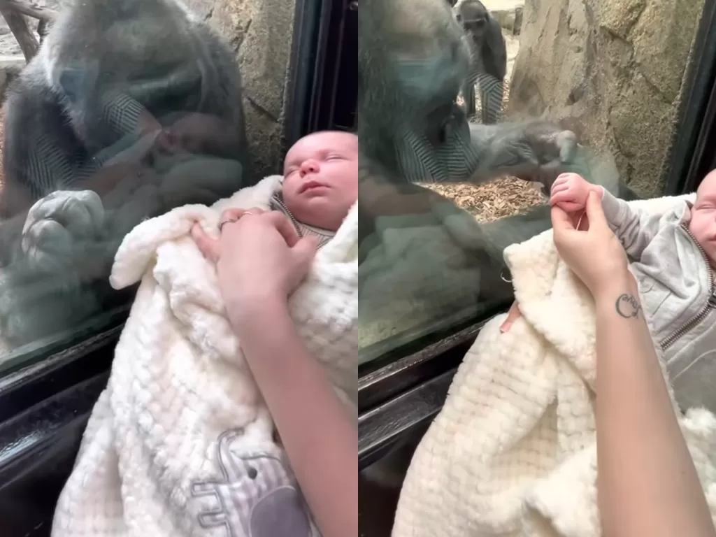 Video gorila ingin mencoba untuk mengelus bayi. (Photo/YouTube/Michael Austin)