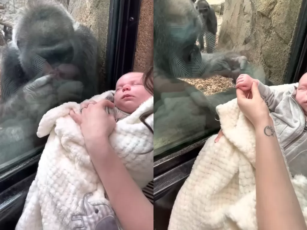 Momen gorila yang ingin menyentuh bayi mungil. (Photo/YouTube/Michael Austin)