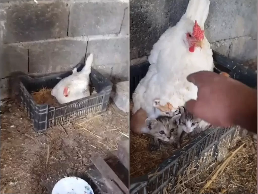  Cuplikan video viral ayam yang rawat anak kucing. (photo/ViralPress)