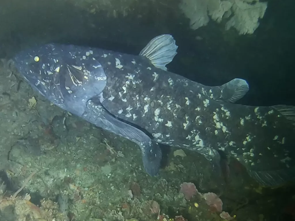Ikan coelacanth itu secara tidak sengaja ditemukan (Wikipedia/(photo: Bruce Henderson)