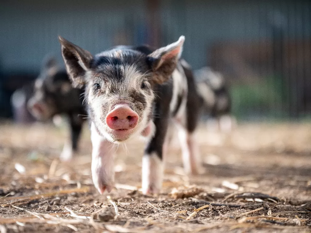 Babi (Foto oleh Brett Sayles dari Pexels)