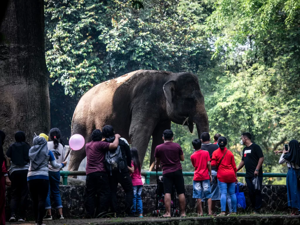 Sejumlah wisatawan menyaksikan Gajah Sumatera di Taman Margasatwa Ragunan, Jakarta. (Foto: ANTARA/Aprillio Akbar)