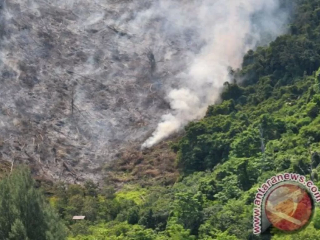 Ilustrasi kerusakan hutan di Aceh (Antaranews)