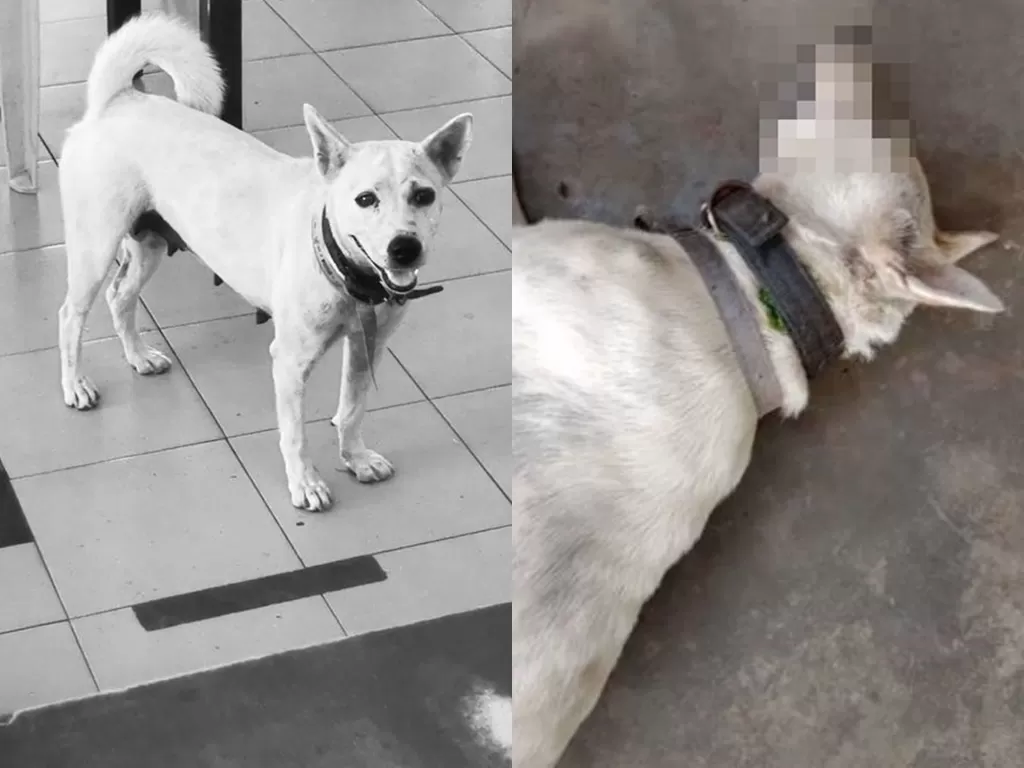 Anjing yang pernah viral tewas. (Photo/Facebook/Alex Sim/China Press)
