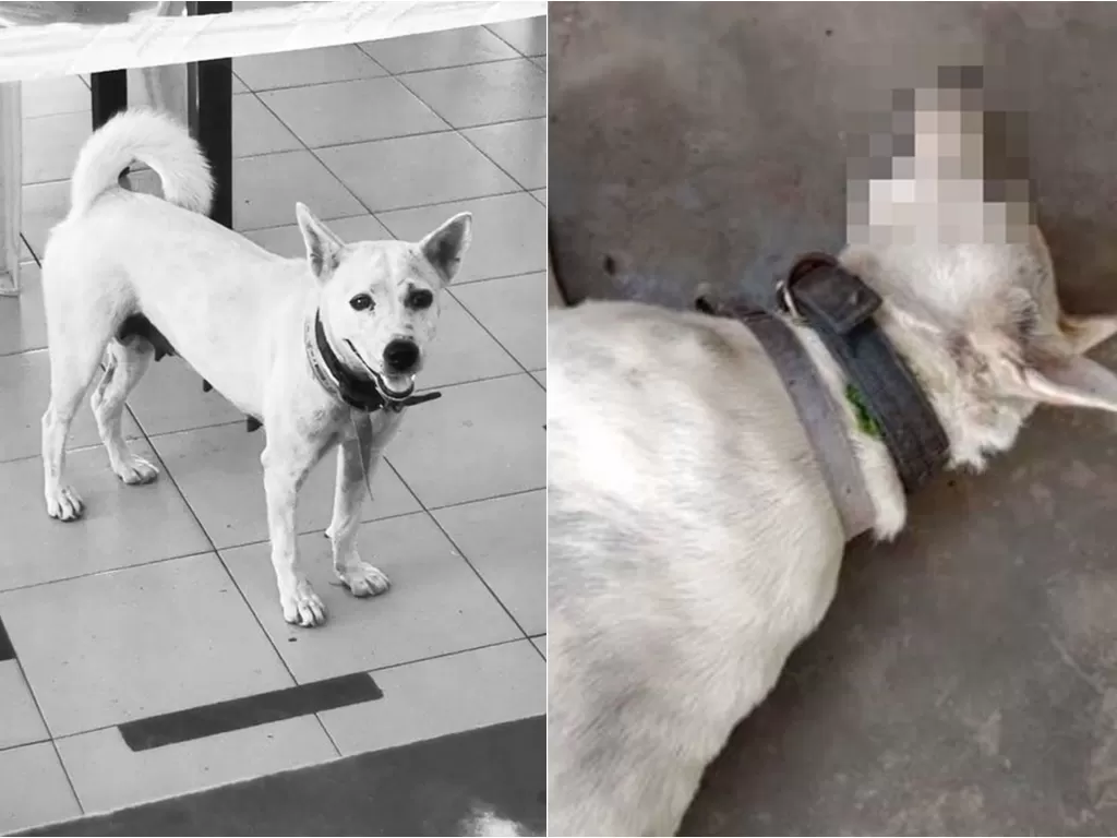 Anjing yang viral tahun 2019 mati ditembak (Facebook/Alex Sim/China Press)