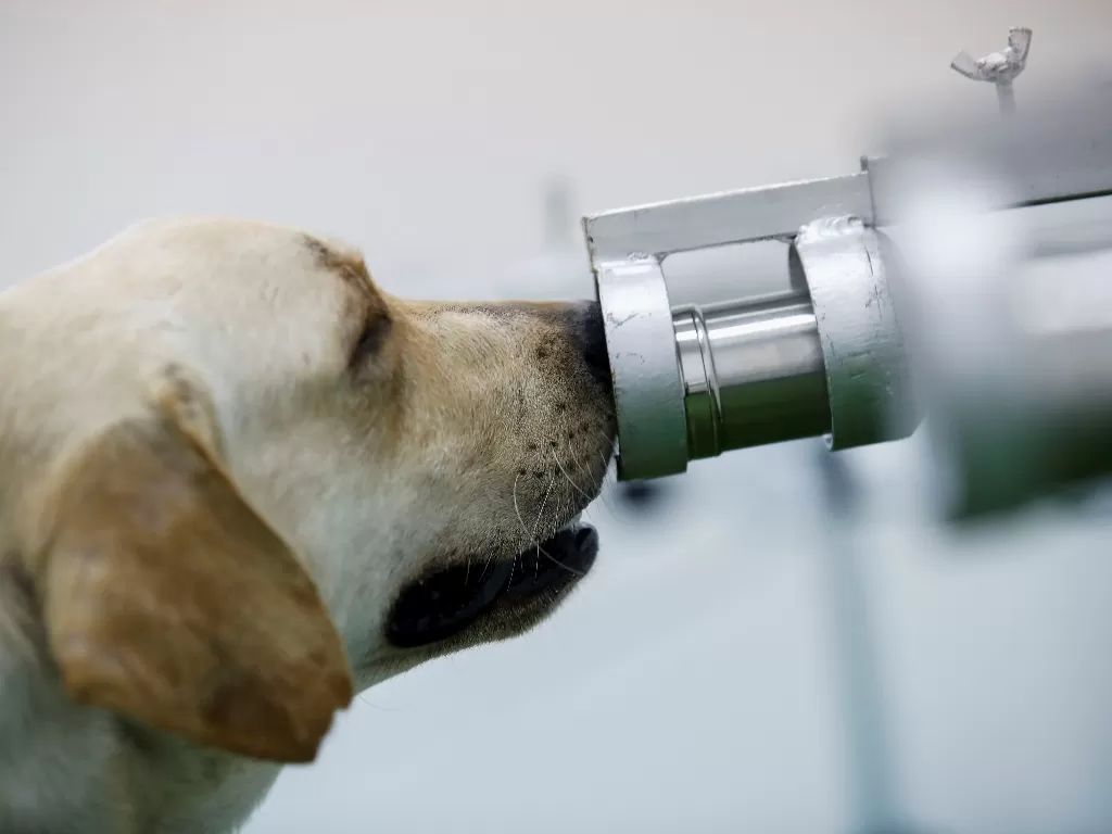 Seekor anjing yang telah dilatih untuk mengendus penyakit coronavirus (COVID-19). REUTERS/Jorge Silva