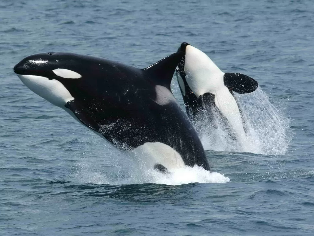 Paus pembunuh atau paus orca. (photo/Dok. Wikipedia)