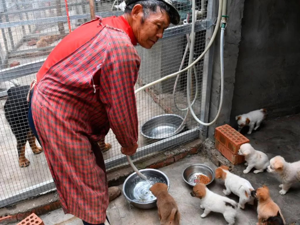 Beberapa anak anjing yang selamat dalam pengiriman kotak misteri di Chengdu, Tiongkok. (CNN)