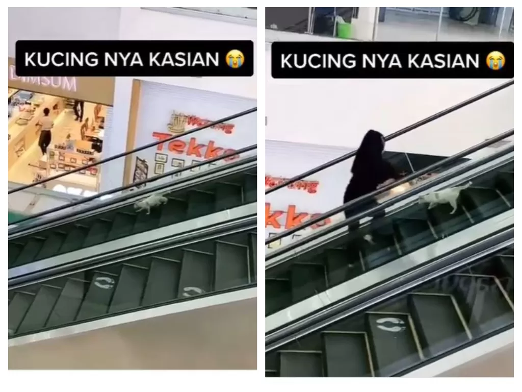 Viral kucing terjebak di eskalator mal, diselamatkan wanita berpakaian serba hitam. (Instagram/@dagelan)